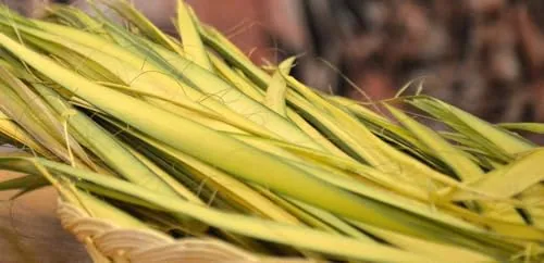 Village Gift Importers Palm Strips, 5 Bags of 100 view 3